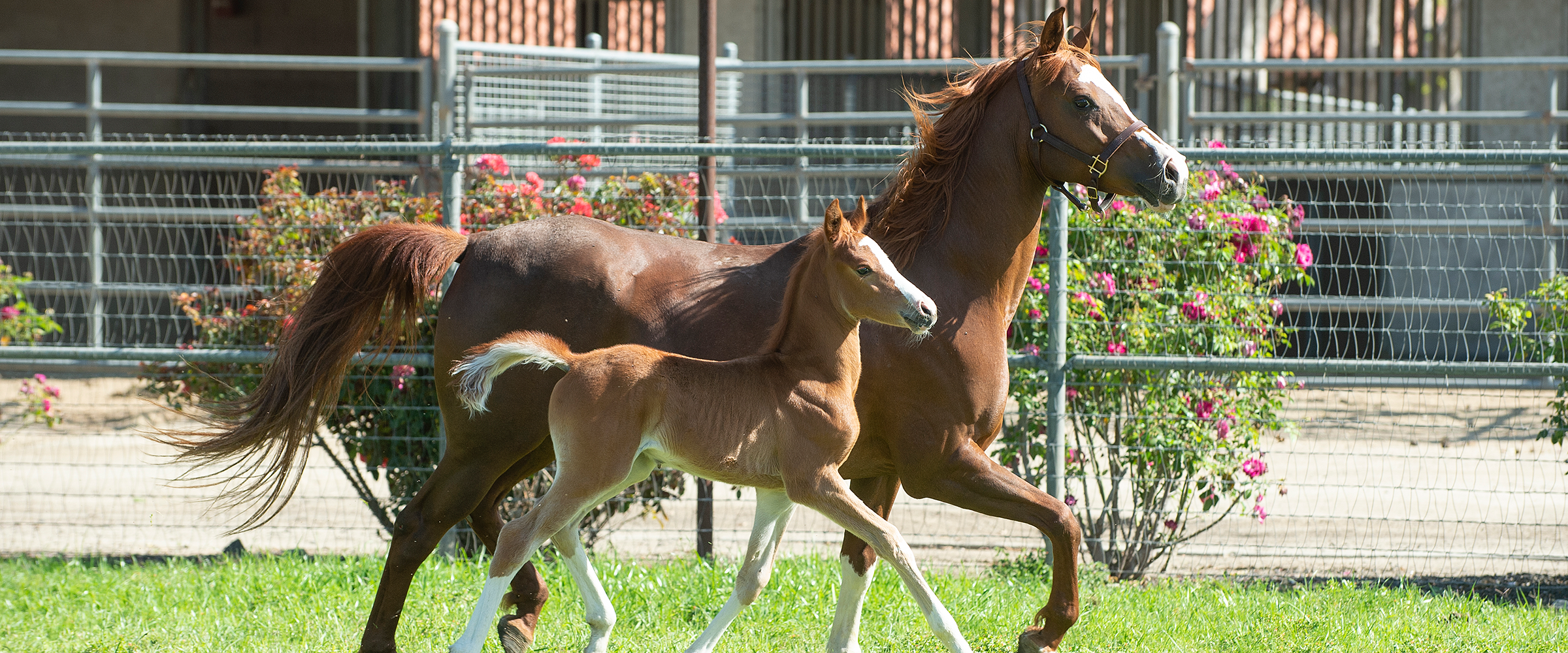 Arabian Oakley and her foal.