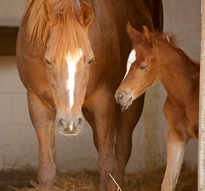 a foal and mare icon