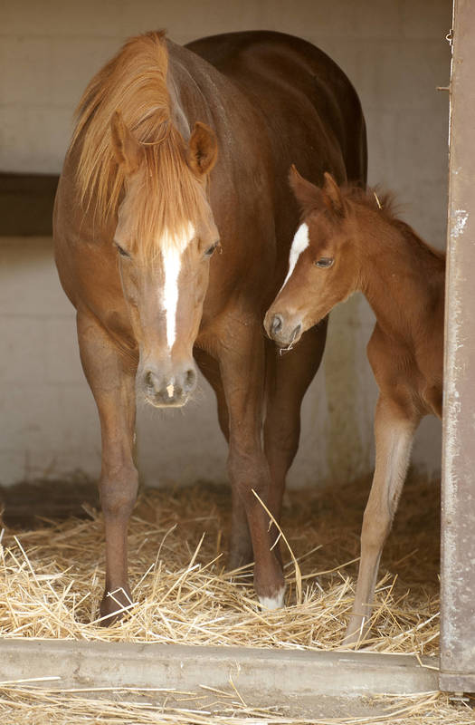 a foal and mare