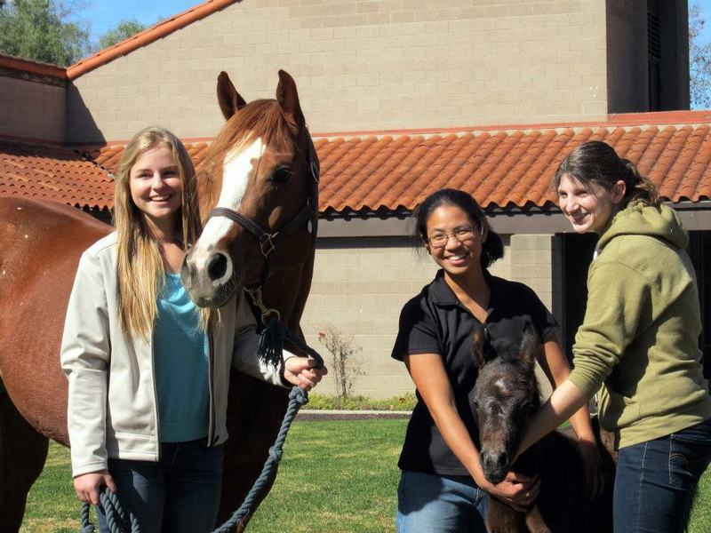 three female students with a foal and mare