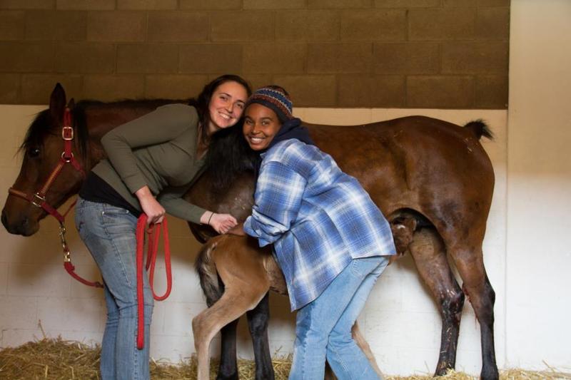 two students pose with a foal and mare