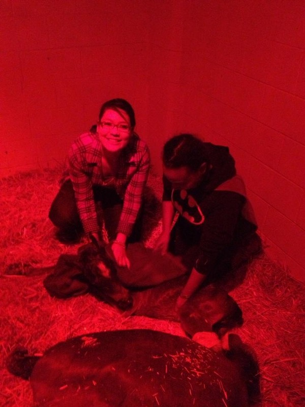 two students pose with two baby foals