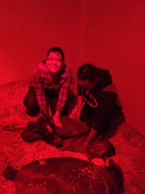 two students pose with two baby foals