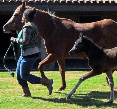 a female student runs alongside a foal and mare icon