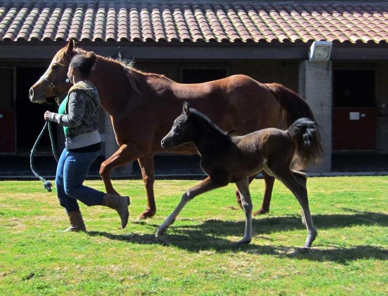 a female student runs alongside a foal and mare