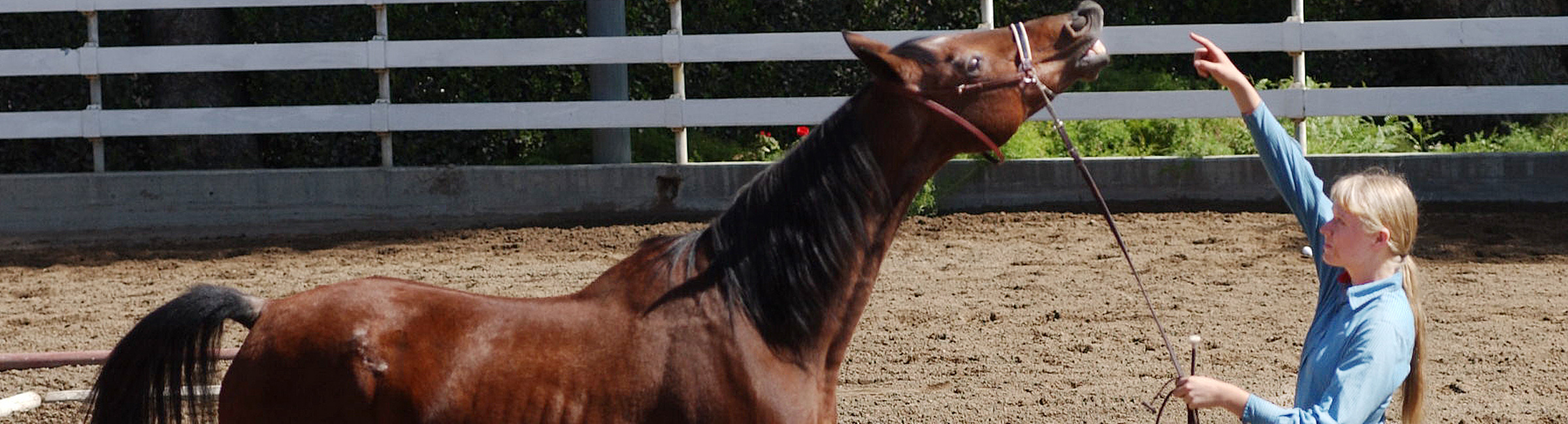 woman training horse