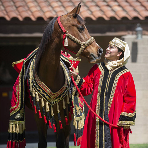 female equestrian riding horse in show