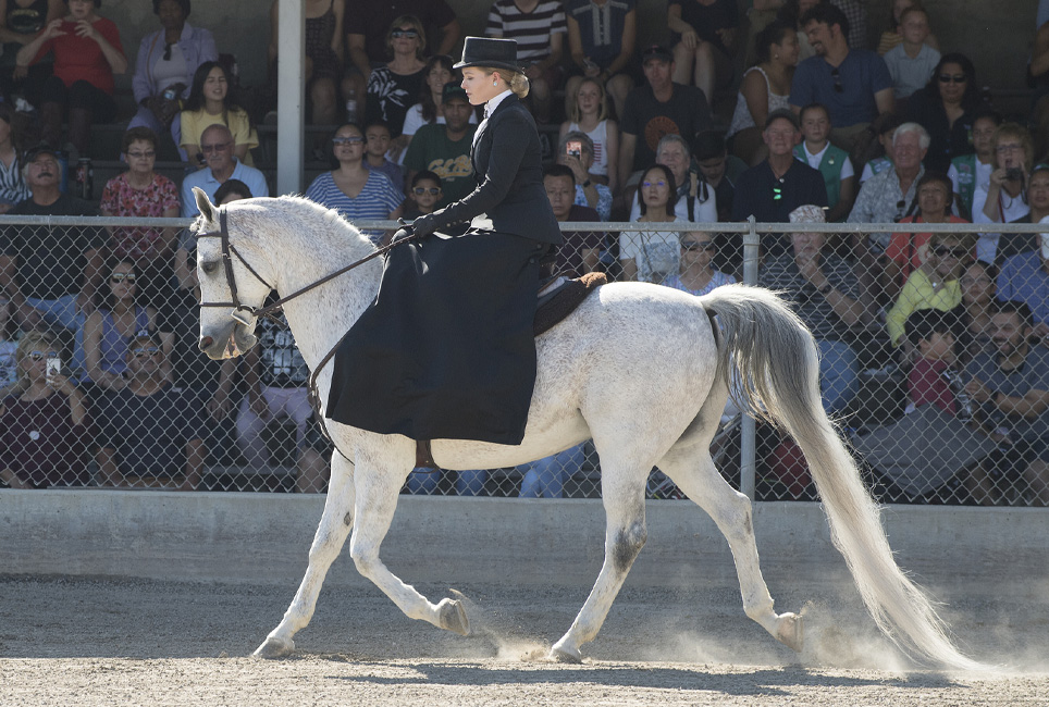 Female equestrian slowly rides white horse in front of audience