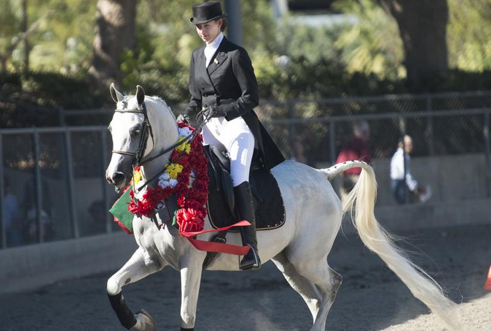 Female equestrian on white horse with flower leis