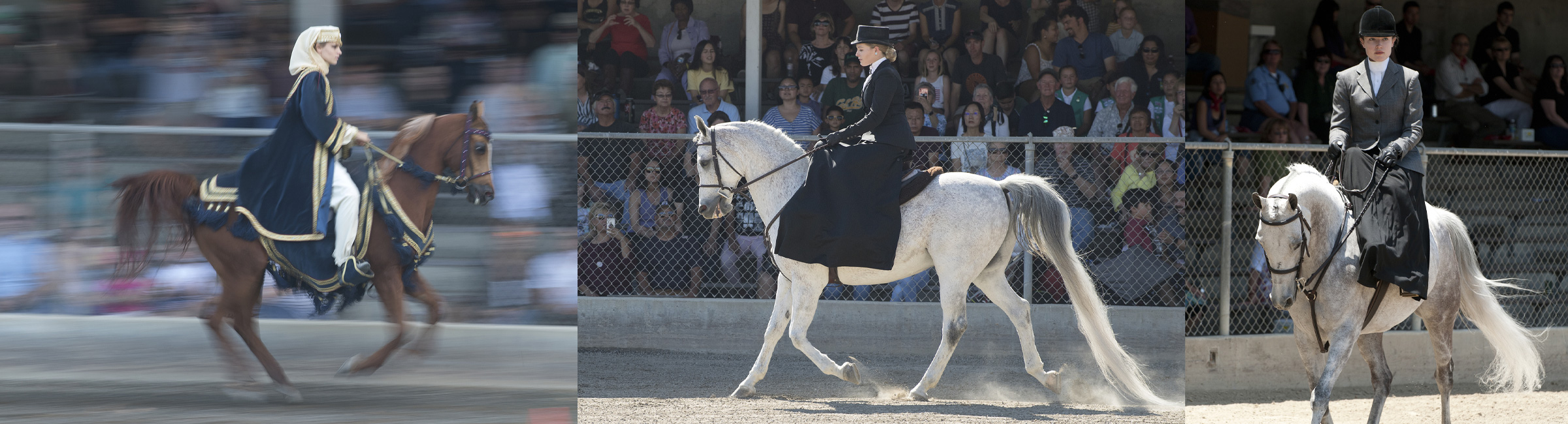 Three horses with their equestrians at Sunday shows