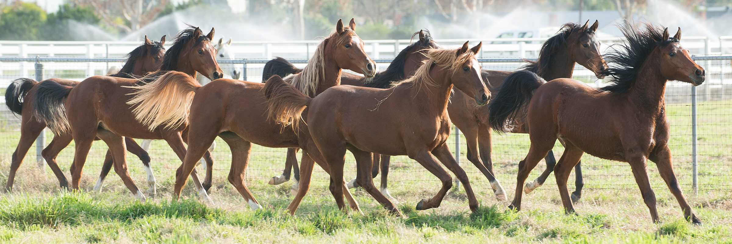 Two year old Arabian fillies run in a Cal Poly Pomona pasture.