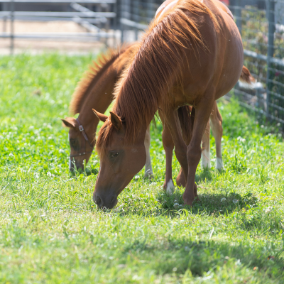 Grazing horses