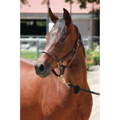 Brown horse with a black mane named CP Bali Hai stands in a sunny arena.