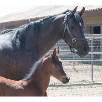 Dark brown mare named CP Cambria stands with her foal in a paddock.