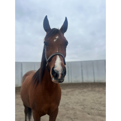 Brown horse named CP Heir About Her with a white blaze on her head stands in a sandy arena.