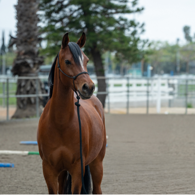 A brown horse named CP Fascinator with a black mane standing in an outdoor riding arena, wearing a halter and lead rope. 