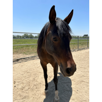 Dark brown named Pistol horse standing in a sunny outdoor paddock.