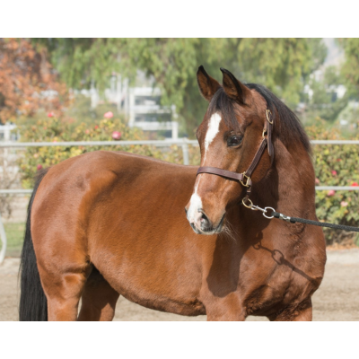 Brown horse named CP Regal Belle with a white blaze on her head stands in a sunny arena.