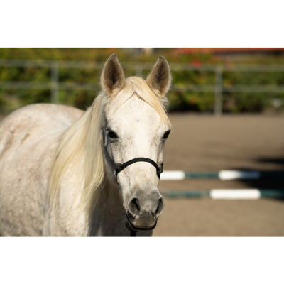 Brown horse named Alada Sprite standing in a sandy paddock on a cloudy day.