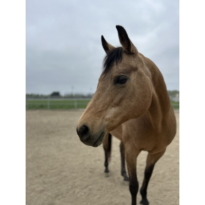 A light brown horse named Taylor Made with a dark mane standing in a sandy paddock under a cloudy sky, facing slightly to the left. A fence and grassy field are visible in the background.