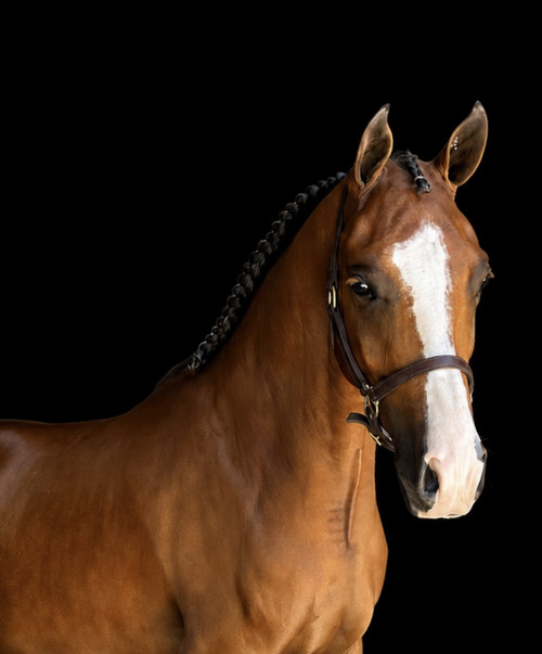 Bay horse with a blaze