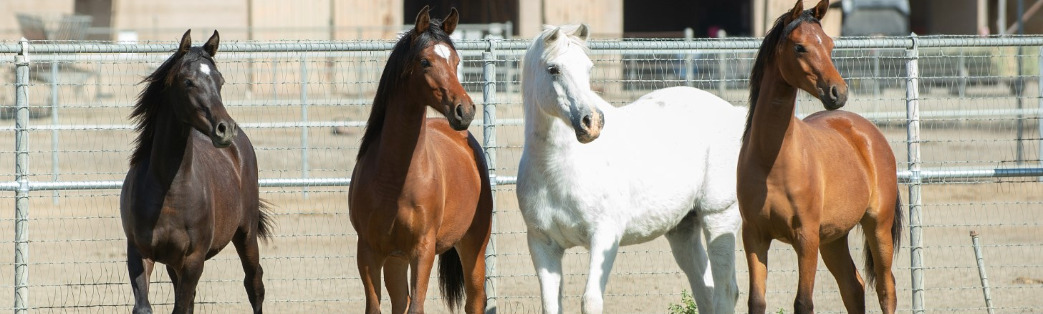 four horses