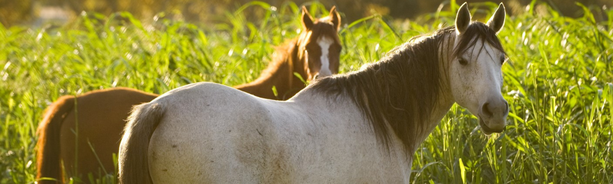 Horses in Grass