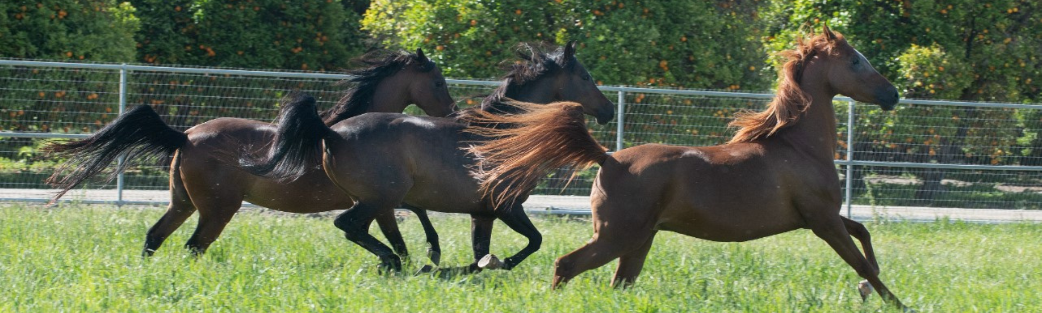 running horses