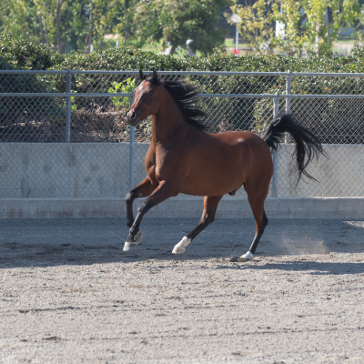 horse running