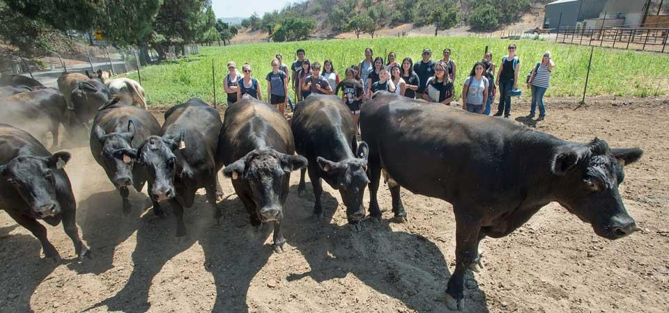 Students get an up close look at cattle in the Beef Unit