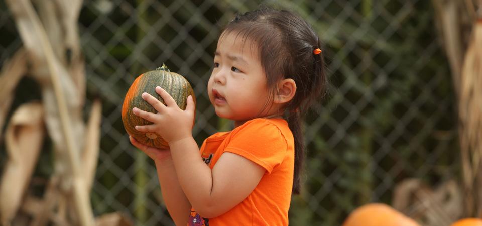 A little girl holds a pumpkin from the Cal Poly Pomona pumpkin patch.