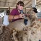 Student shears a sheep
