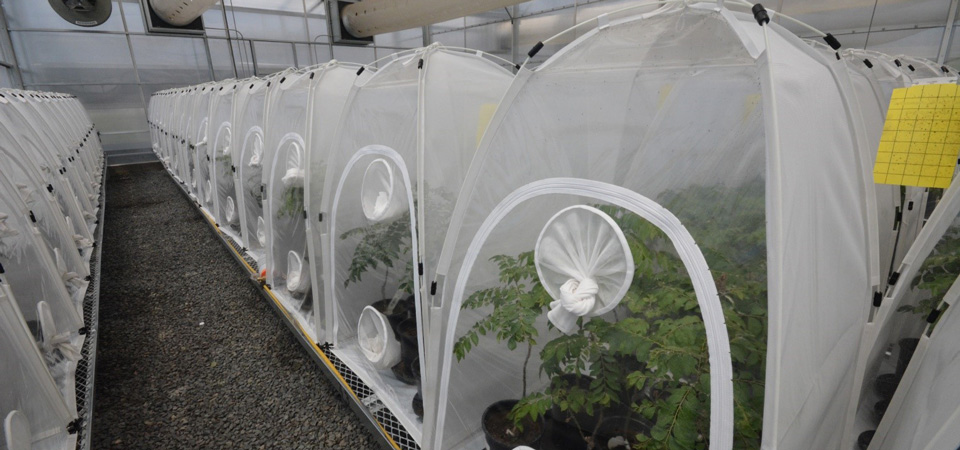 Asian Citrus Psyllid research greenhouse at Cal Poly Pomona