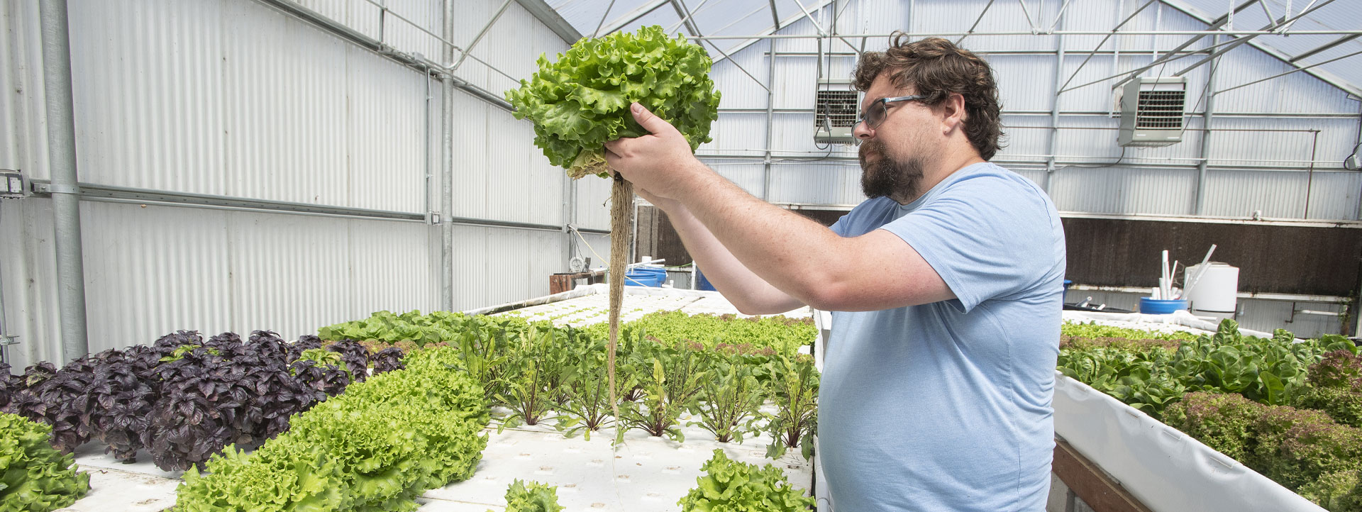 a student inspects a head of lettuce in an aquaponics lab