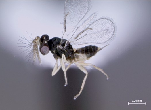 Tamarixia radiata - a parasitic wasp native to Pakistan.