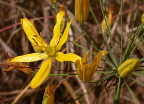 six-petalled yellow flowers in cluster