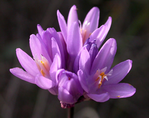 cluster of purple flowers