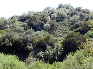 scrub-covered hillside