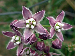 mauve five-petalled flowers