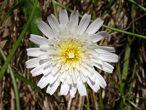 white dandelion-like flower head