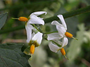 white flowers with reflexed petals and yellow anthers