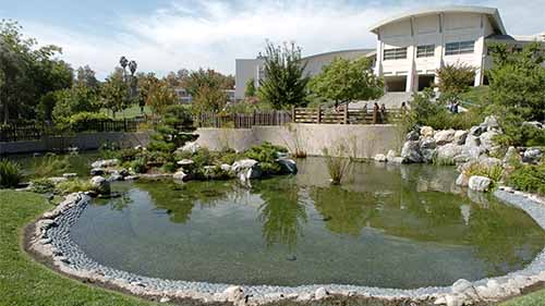 The Japanese Garden at CPP.