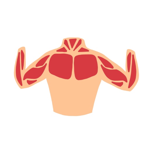 chest & biceps