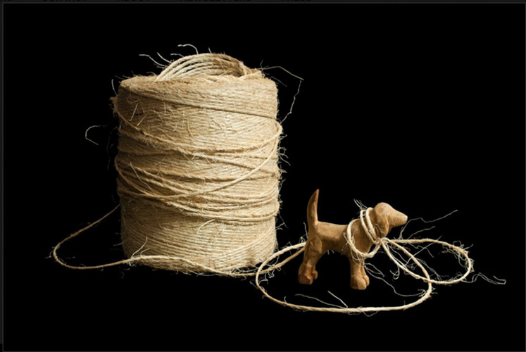 a mini wooded dog leashed to twine