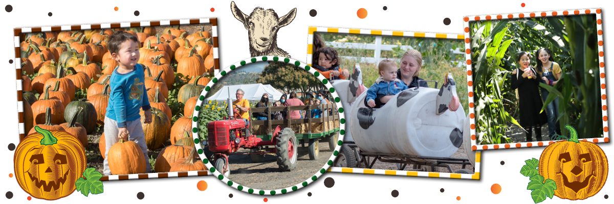 pumpkin patch, hay rides, cow train, corn maze