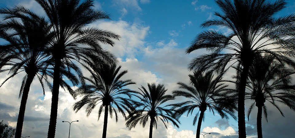 Cal Poly Pomona palms silhouette