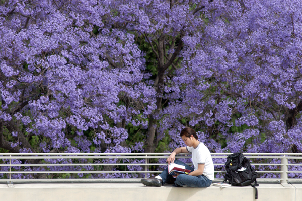 A student sits in front of a blooming jacaranda tree