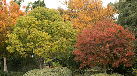Trees with fall colored foliage at the Aratani Japanese Garden.